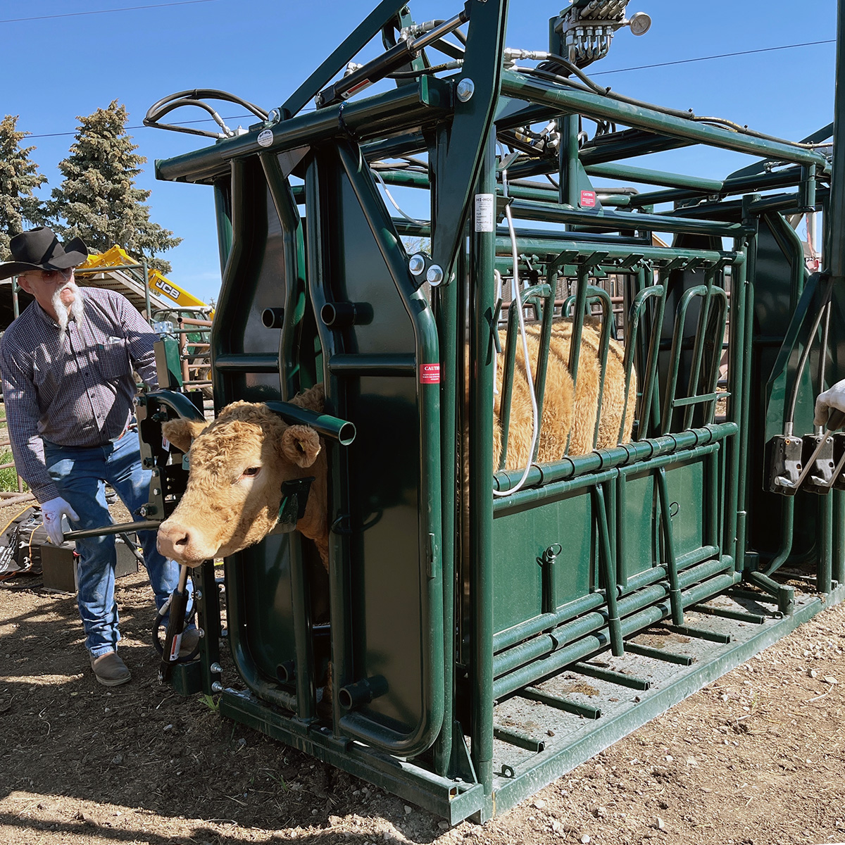 Confidence in every catch.
Hi-Hog’s hydraulic chute with head holder delivers safety, strength, and complete control.
#HiHog #CattleEquipment #AIM25