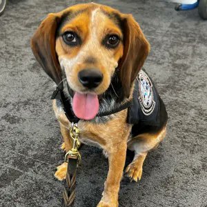 EricLDaugh's tweet photo. 🚨 JUST IN: Trump administration is now deporting the Egyptian man who kicked this dog so hard "he was lifted off the ground" and then had to go to the emergency room.

GTFO. Never come back. 

The K9 - Freddy - was catching the man at Dulles Airport bringing in illicit agricultural contraband.