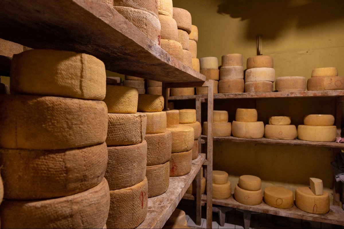 Michoacan's tweet image. 🧀 #DatoCurioso… ¿Sabías que el Queso Cotija es el único lácteo en México con denominación de origen?
Este reconocimiento protege su autenticidad y sabor único, ¡y lo posiciona en el mapa internacional! 🌍✨
#Michoacán #elAlmadeMéxico
#Cotija #PuebloMágico