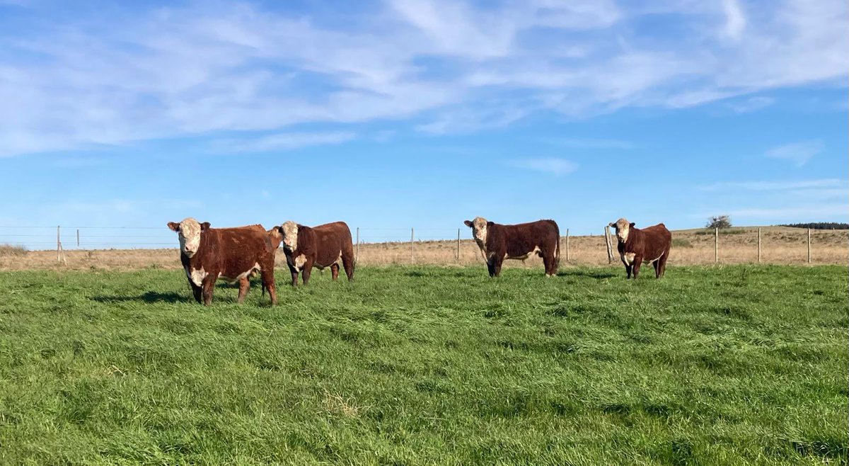 puestoblanco's tweet photo. Tarde invernal pero se disfruta igual!! Se vienen los Hereford a todo tren, metiendo muchos kilos sólo a pasto y preparándose para la próxima zafra https://t.co/QDVp0LmCIr