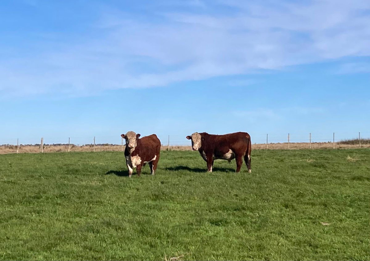 puestoblanco's tweet photo. Tarde invernal pero se disfruta igual!! Se vienen los Hereford a todo tren, metiendo muchos kilos sólo a pasto y preparándose para la próxima zafra https://t.co/QDVp0LmCIr