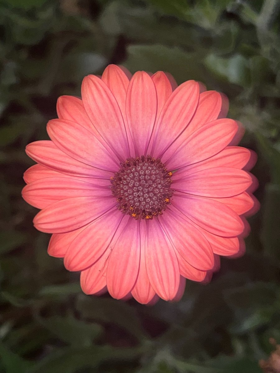 Happy Friday #bloomscrolling