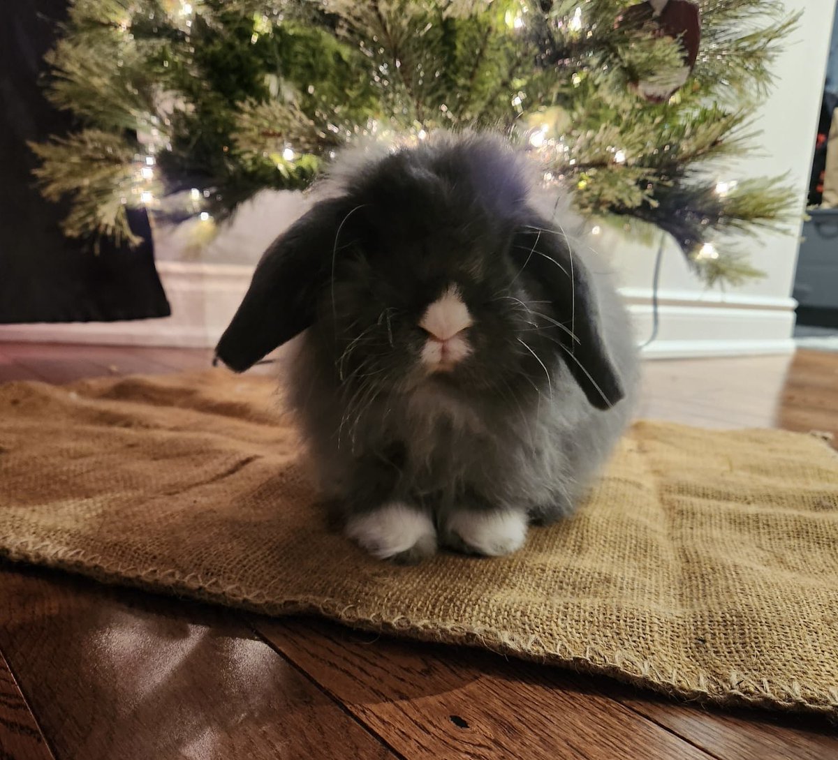 CashaSarah's tweet photo. happy 1st birthday Mabel !! Love you lots 🥰💗 https://t.co/IYx1K46oNr