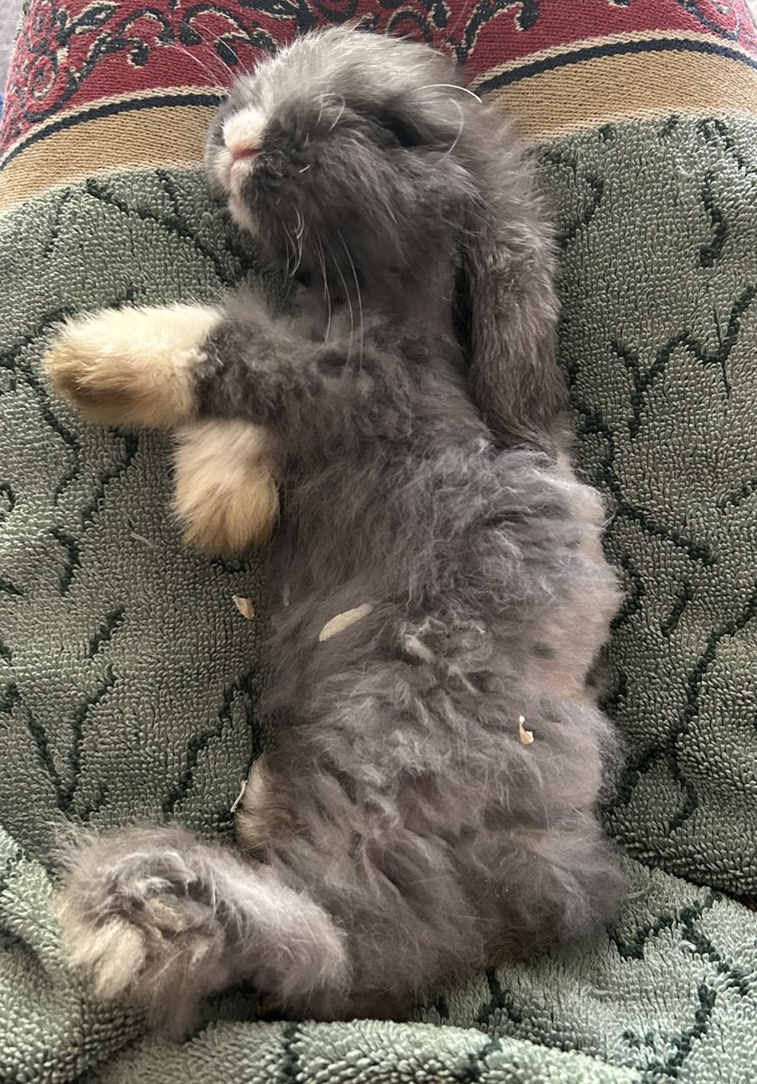 CashaSarah's tweet photo. happy 1st birthday Mabel !! Love you lots 🥰💗 https://t.co/IYx1K46oNr