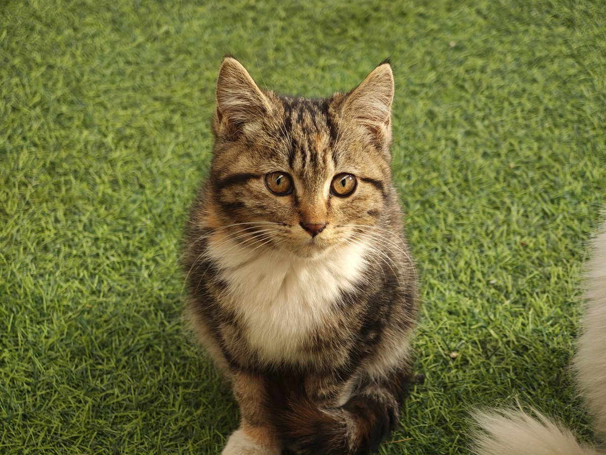 benwei59845992's tweet photo. 究极无敌可爱猫猫！#猫 #cat https://t.co/RdXfpTbnJX