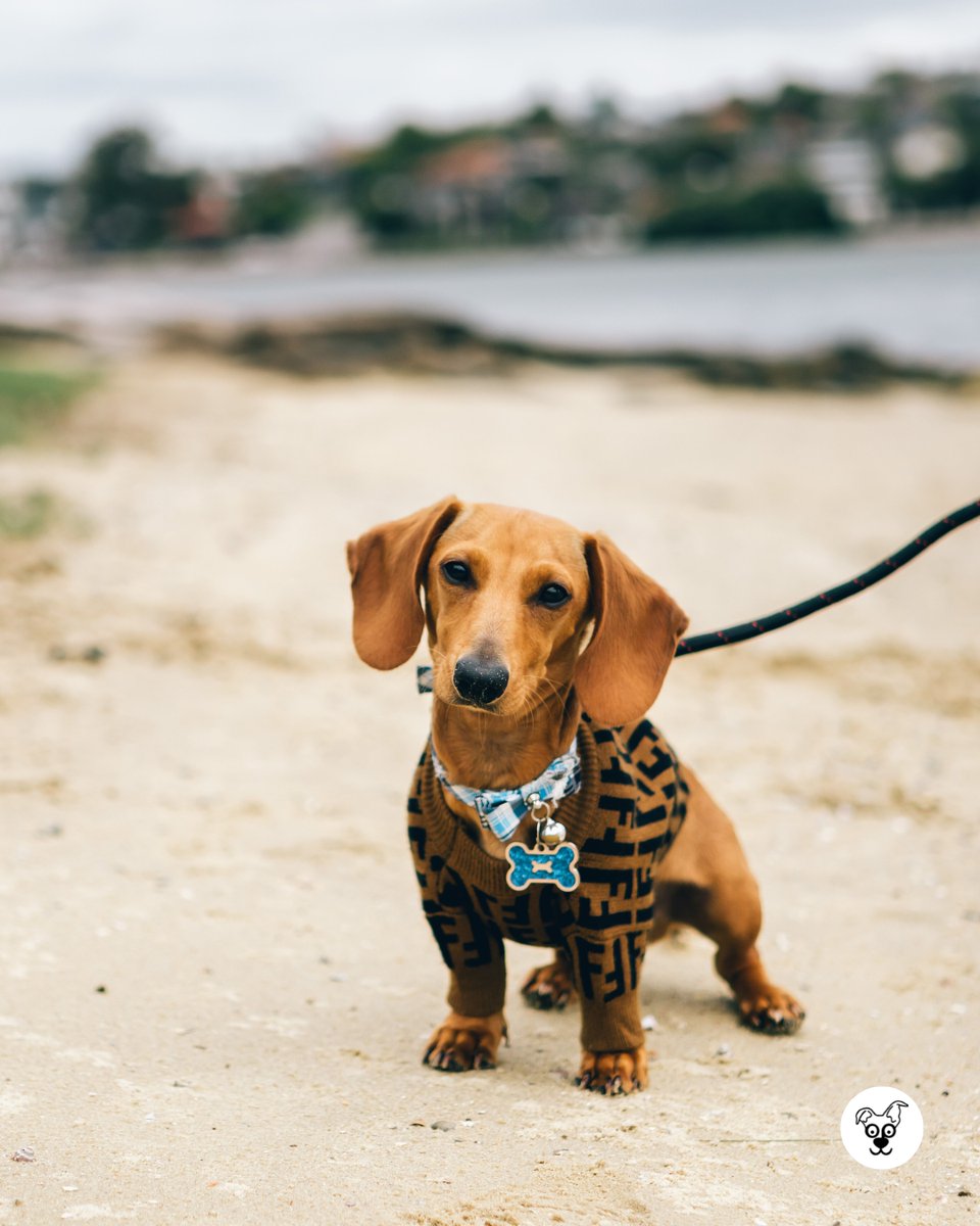 thesopawsome's tweet photo. If you need a long hug, my dachshund is always ready to deliver. π€ #LongHug #DachshundLove #CuddleBuddy #DachshundLife #DachshundNation https://t.co/EUhVt0flvv