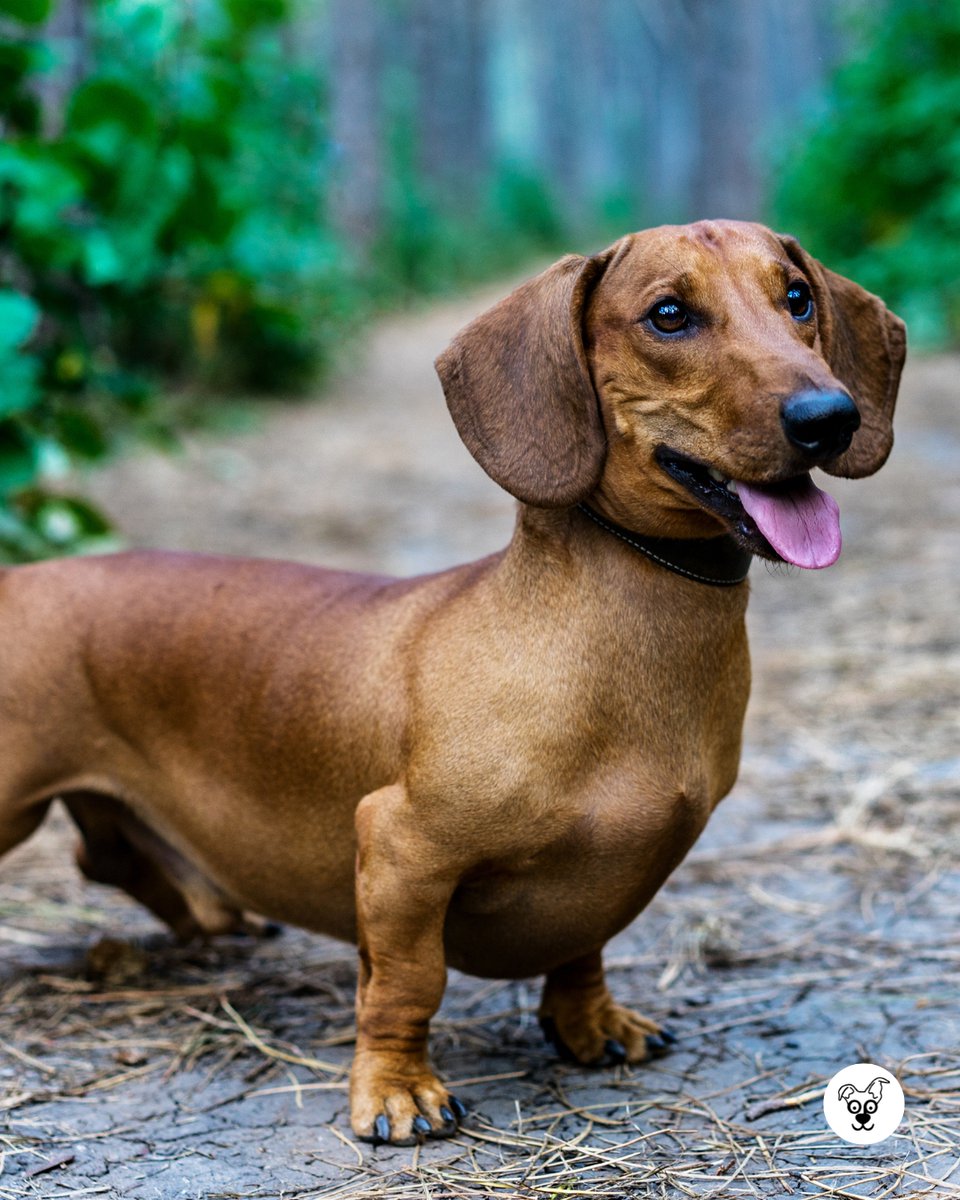thesopawsome's tweet photo. If you need a long hug, my dachshund is always ready to deliver. π€ #LongHug #DachshundLove #CuddleBuddy #DachshundLife #DachshundNation https://t.co/EUhVt0flvv
