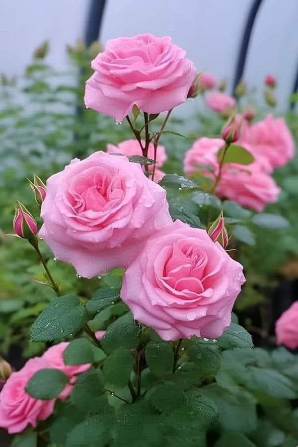 İyilerin kıymetini bilmeyenler, kötülerle imtihan olurlar...