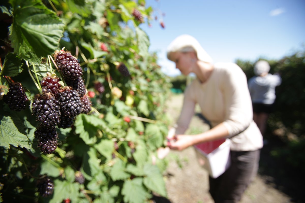 Sujon Berries tweet media