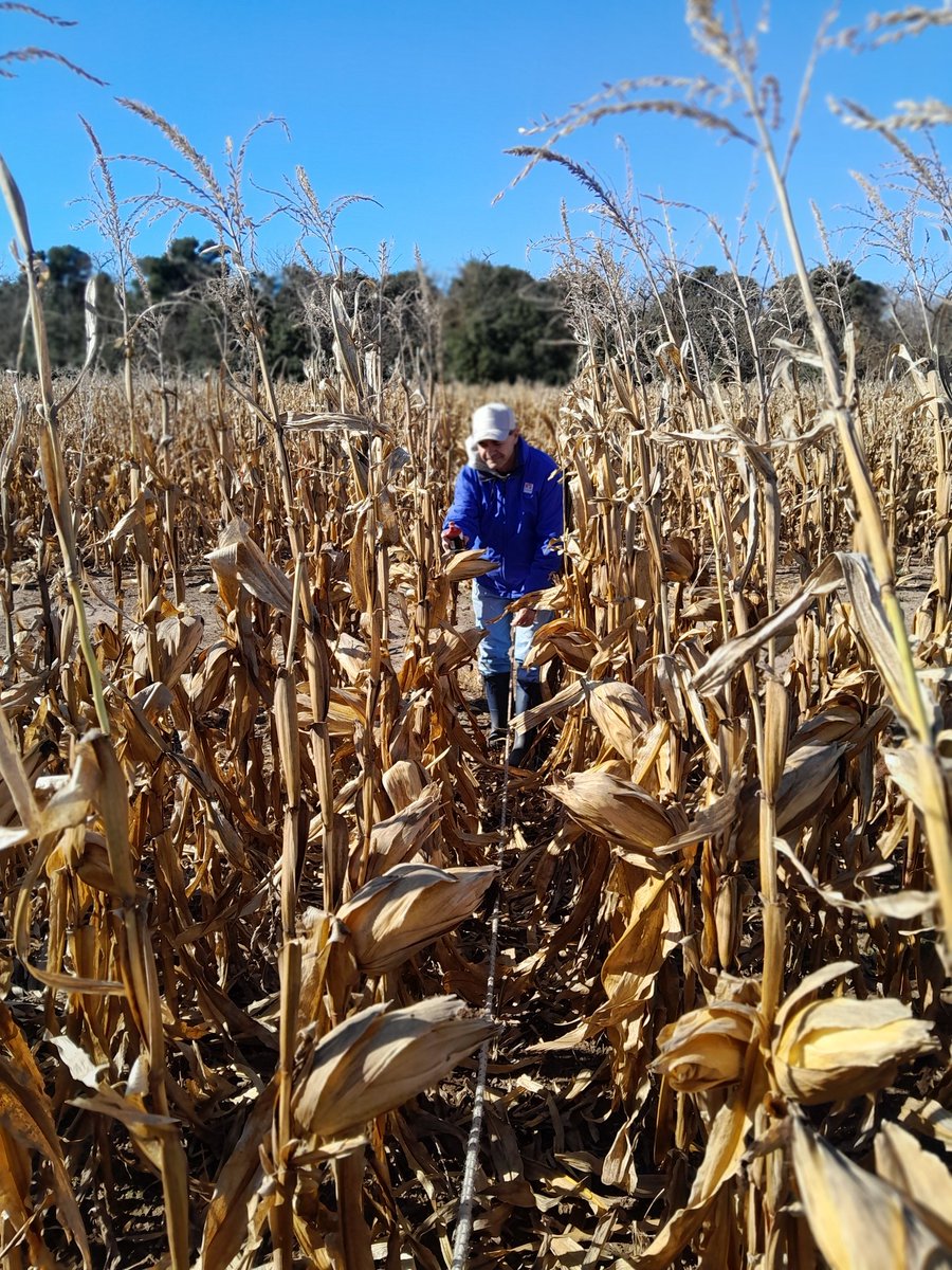 hernanurcola's tweet photo. Preparando la cosecha de maices en distintas densidades, en  Inta General Villegas. https://t.co/riRyrPblsW