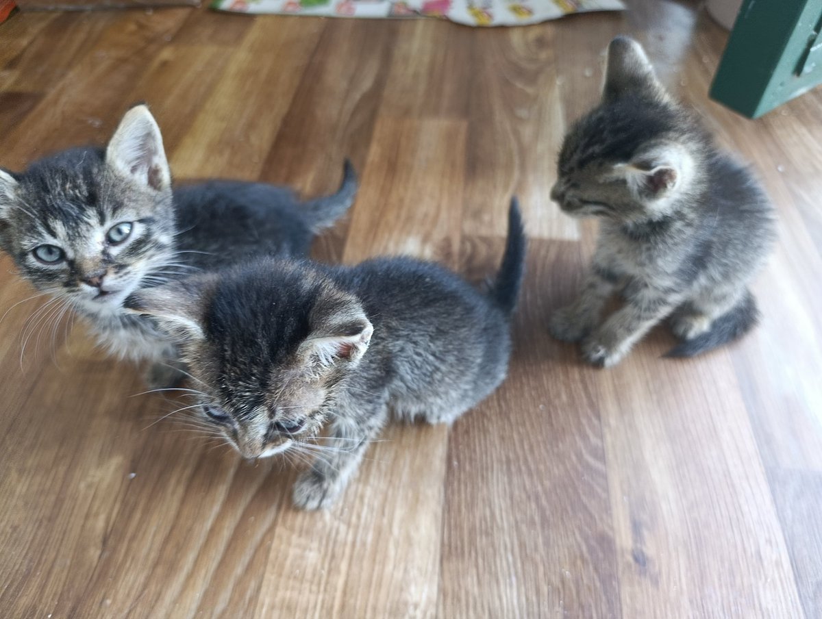 Idemo narode moj. Udomi mače i spasi ga sudbine njegove majke. Sve ženkice i jedan mužjak. Molim vas podelite post. 🙏🙏🙏
