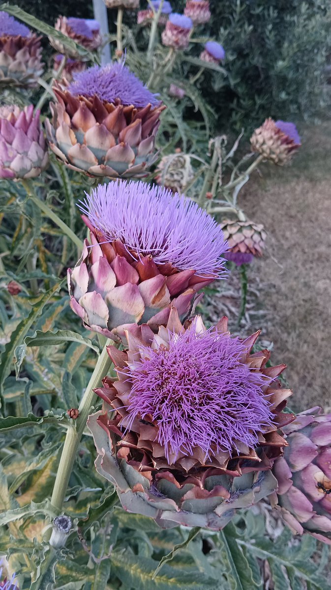 Ma če nimam najlepših artičok v naši vasi, potem pa tud ne vem.