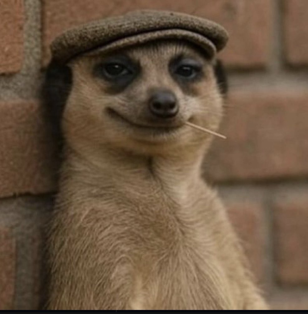 Good entry on #MEERKAT at 777k mc

dexscreener.com/solana/GcLScLT…

meme getting viral.