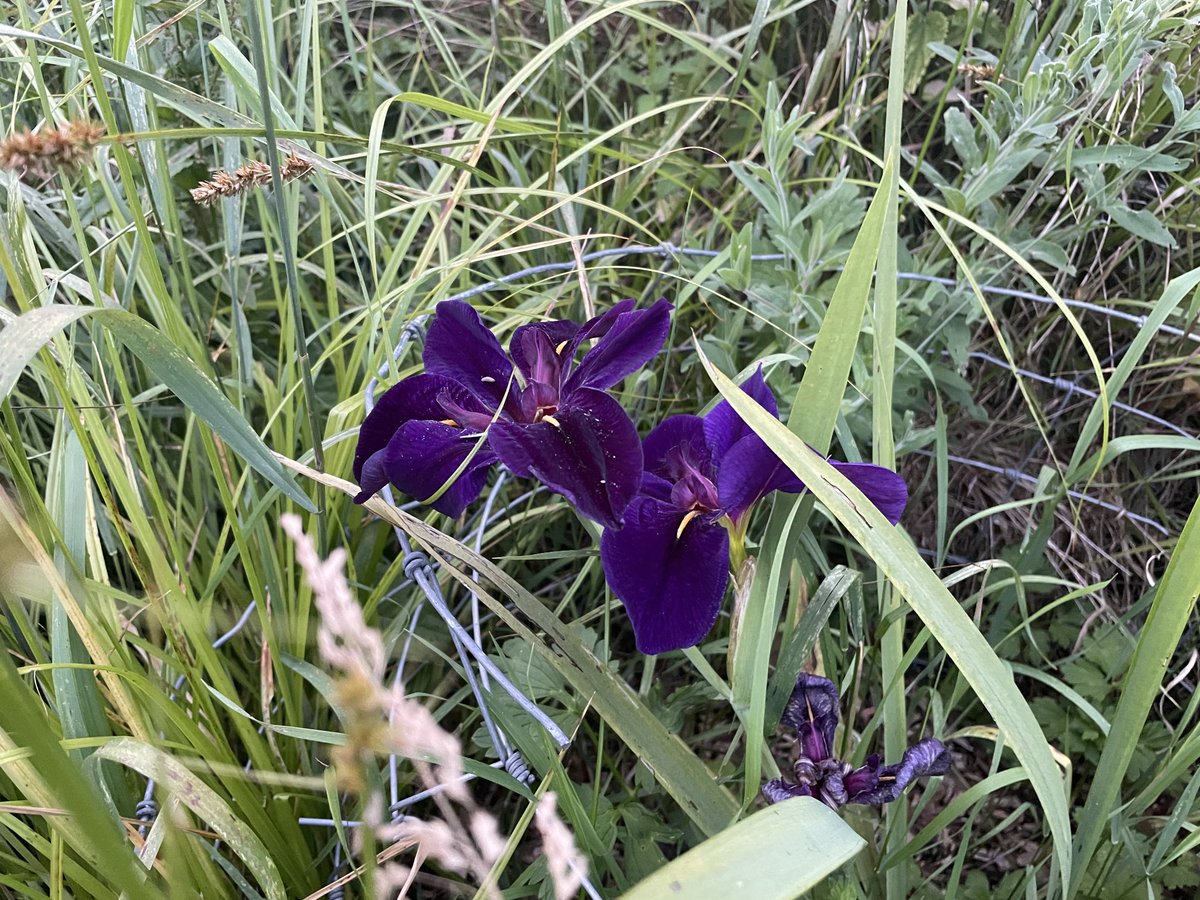 Water iris struggling through the growth