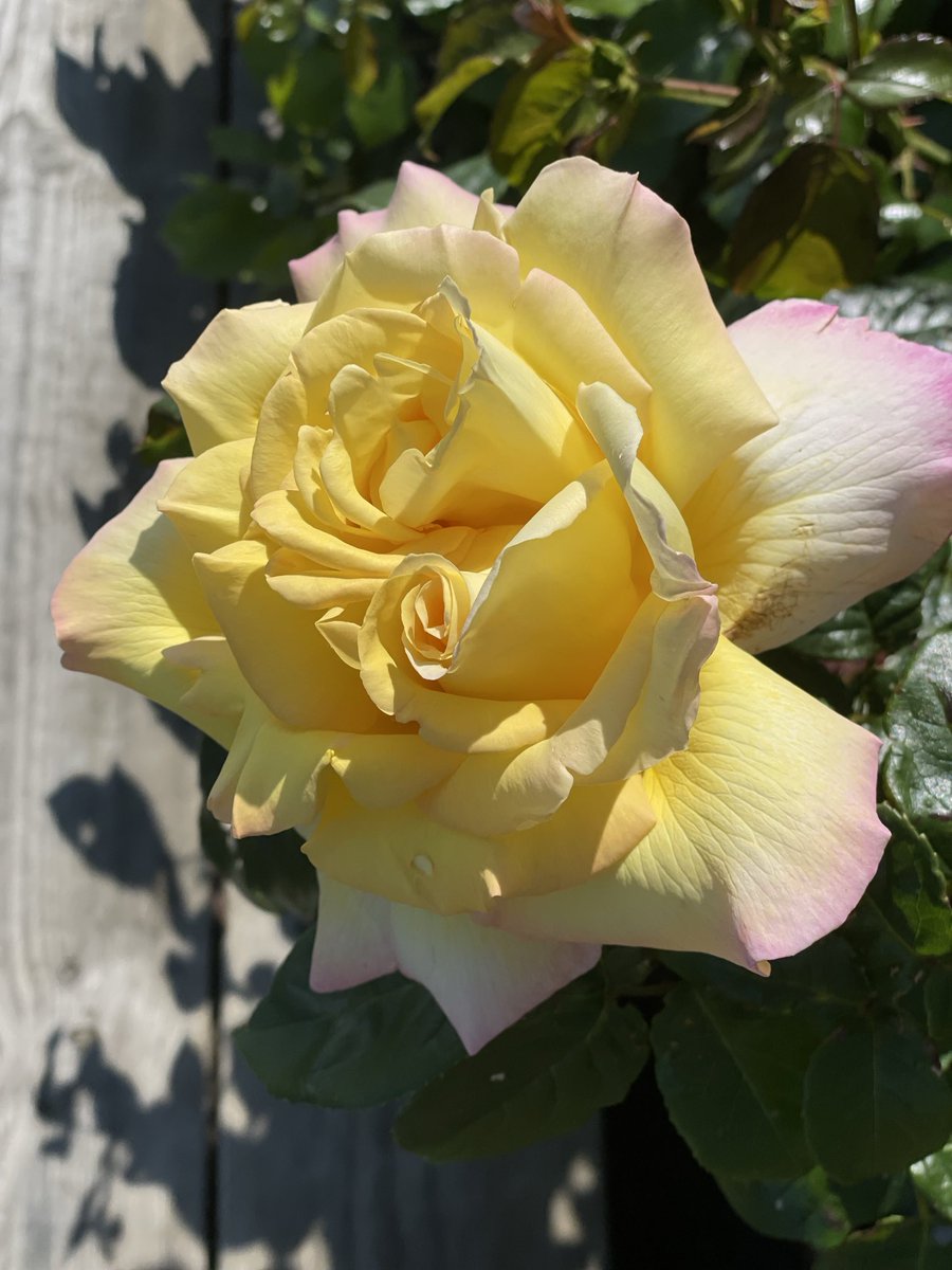 willisaberg's tweet photo. Första ”fredsrosen” har slagit ut! Mäktig. https://t.co/uVMR2YrWuq