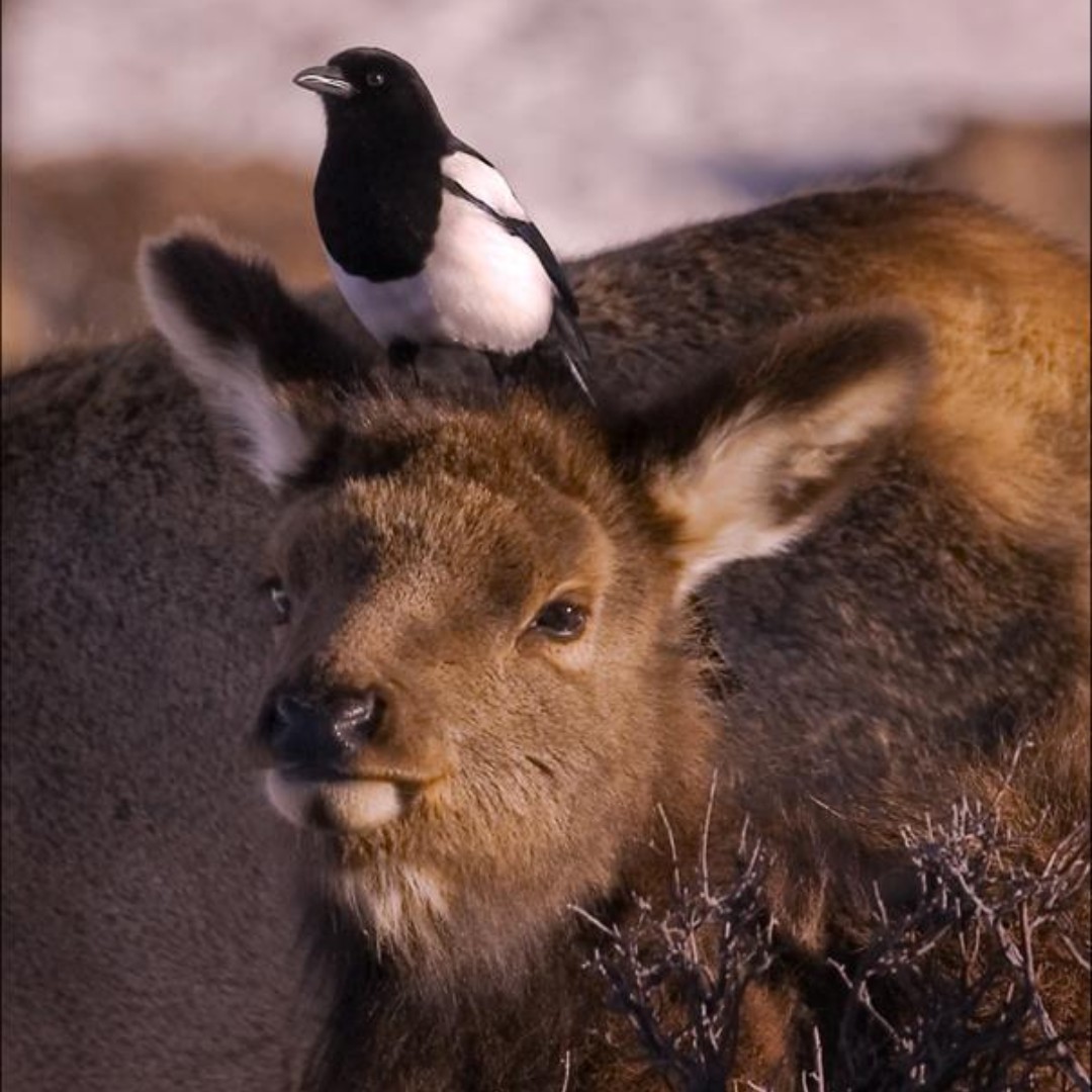 Interior's tweet photo. “He's on my head, isn't he?”

Some friendships are a give-and-take. The elk gets a free grooming, and the magpie scores a protein-packed tick snack. Teamwork makes the dream work!

Photo by NPS https://t.co/reE6N0YdG6
