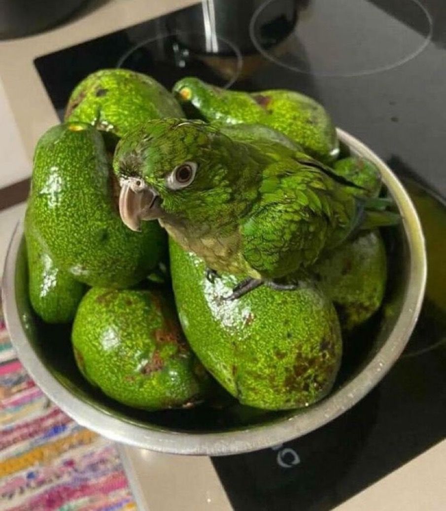 Out of Context Birds (@contextbirds) on Twitter photo 
