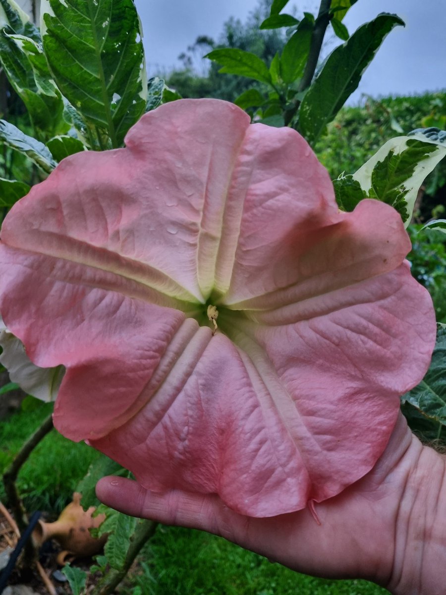 Wow Brugmansia