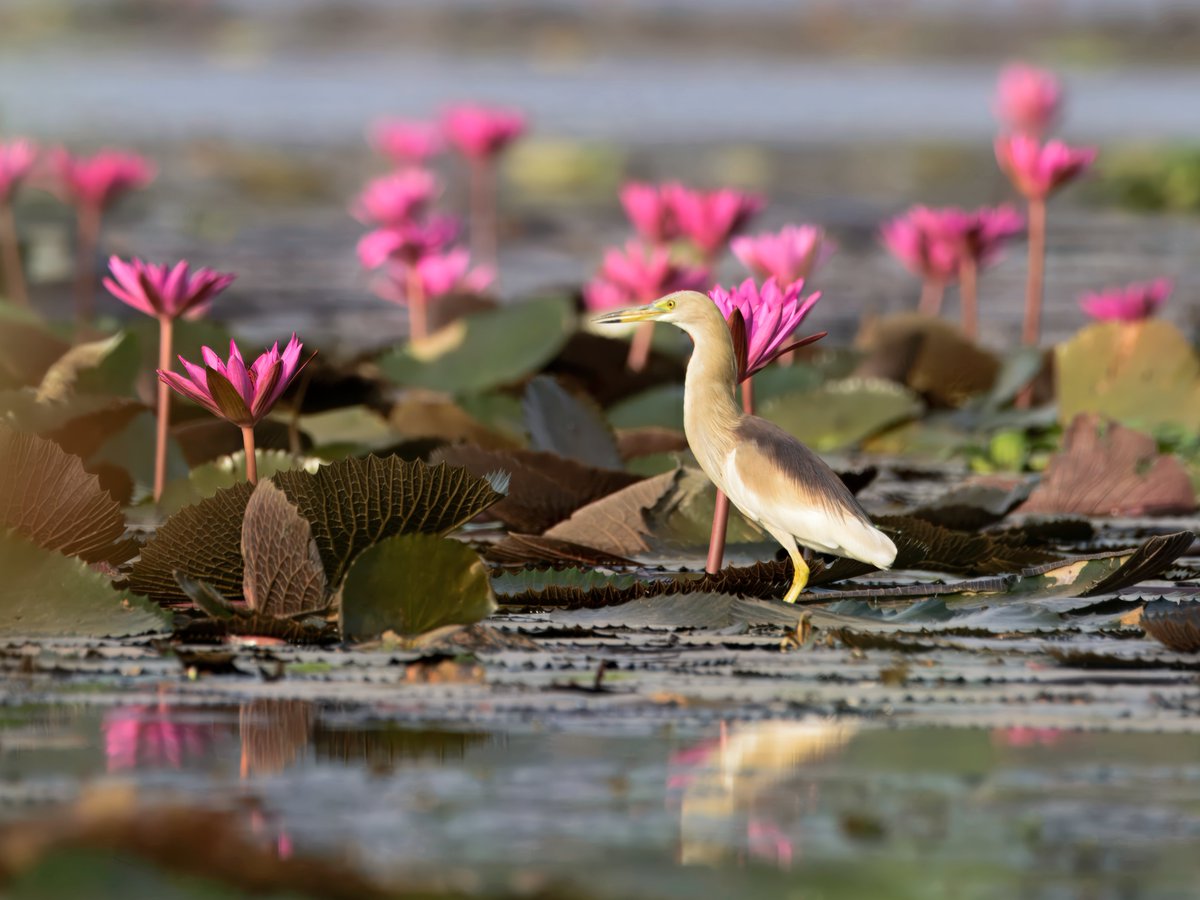 Indian Pond Heron बगुला, अँधा बगुला, चमा बगुला, खूंच बगुला, अंध बक, भूरा बगुला  (Ardeola grayii), very common but can be easily missed when they stalk prey near water bodies
birds.rekabira.in/2018/01/birds-…
#BirdsSeenIn2025 #BirdsOfIndia #IndiAves #ThePhotoHour #Birding #Birds #Jabalpur