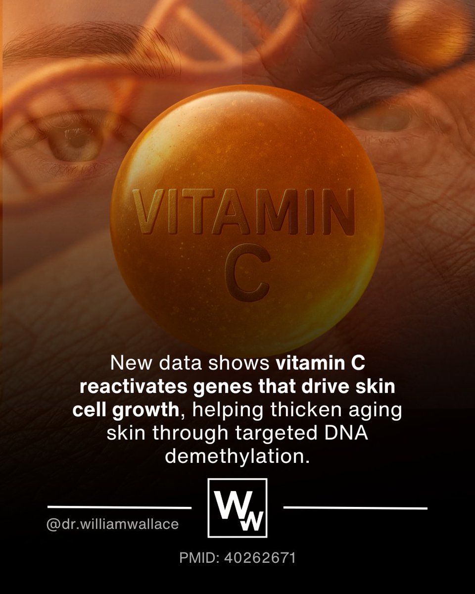 Epidermal thinning is a hallmark of skin aging, reducing barrier integrity and regenerative potential. This study suggests that vitamin C doesn't merely act as an antioxidant or cofactor for collagen synthesis, but it it may help “flip” epigenetic switches that restore a more