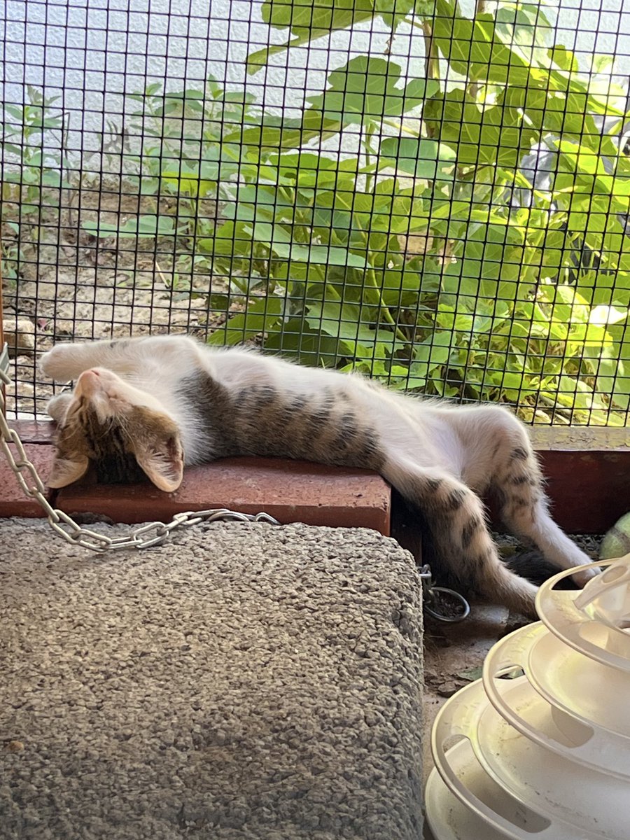 Uykucu Kivi sıcaktan eridi bugün 🥹