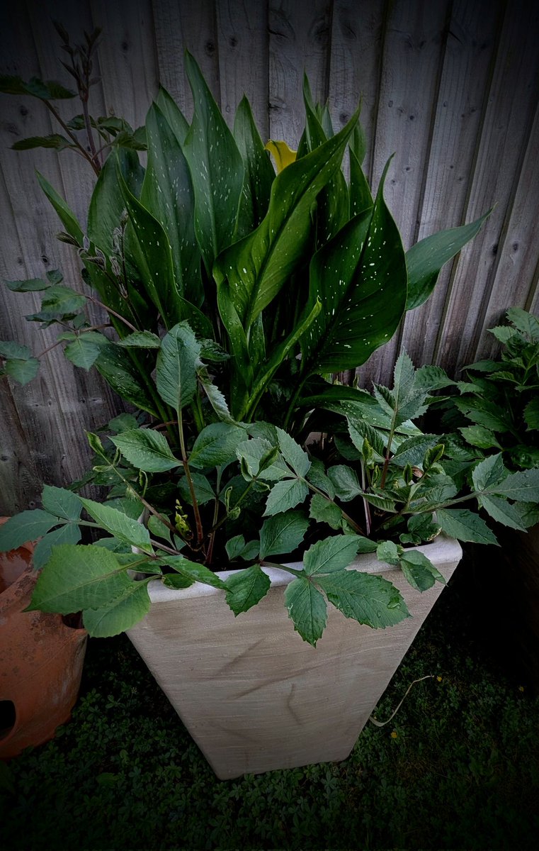 clothesfreeuk's tweet photo. Definitely the gem in my garden, so far this summer...I'm in love β€οΈπ It's a Zantedeschia π€ or a
Yellow Calla Lily, as we would call it πππ
#blooms #garden #Zantedeschia #callalilly https://t.co/g75rJ6yAkR