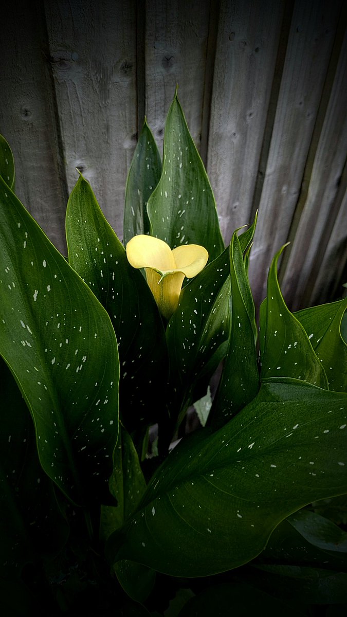 clothesfreeuk's tweet photo. Definitely the gem in my garden, so far this summer...I'm in love β€οΈπ It's a Zantedeschia π€ or a
Yellow Calla Lily, as we would call it πππ
#blooms #garden #Zantedeschia #callalilly https://t.co/g75rJ6yAkR
