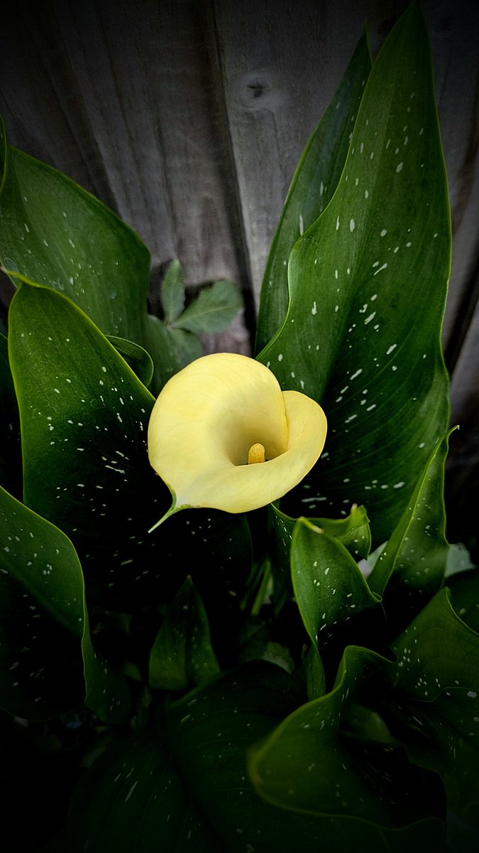 clothesfreeuk's tweet photo. Definitely the gem in my garden, so far this summer...I'm in love β€οΈπ It's a Zantedeschia π€ or a
Yellow Calla Lily, as we would call it πππ
#blooms #garden #Zantedeschia #callalilly https://t.co/g75rJ6yAkR