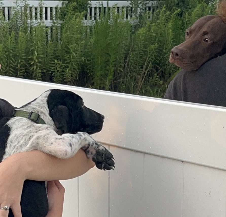 Our dog got a new neighbor and she’s very excited 🐶💖