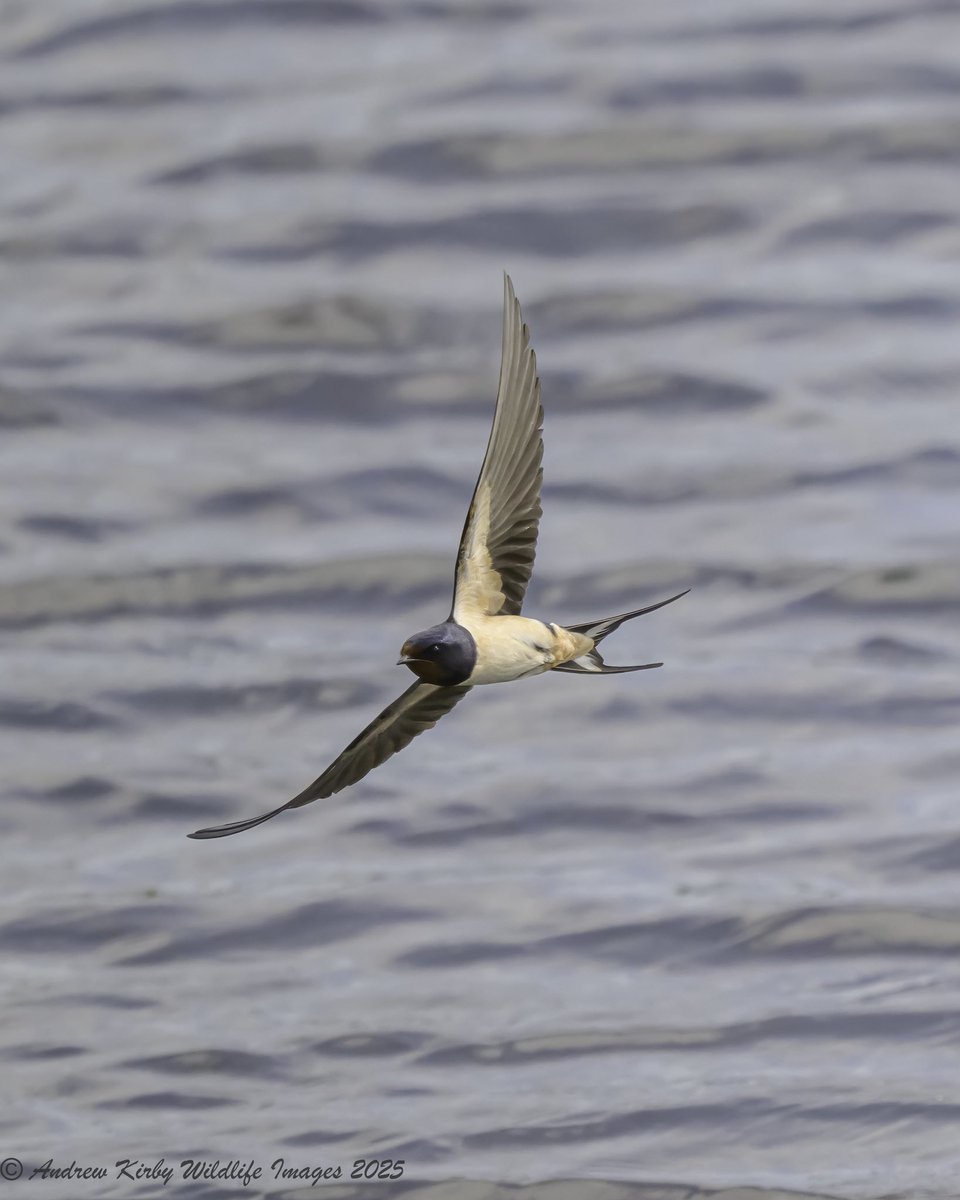Andrew Kirby (@andrewkirby18) on Twitter photo Popped into Westhay Moor National Nature Reserve this morning. A few Swallow enjoying the wind.
<a href="/SomersetWT/">Somerset Wildlife Trust</a>
<a href="/AvalonMarshes/">Avalon Marshes</a>
<a href="/bto_somerset1/">bto_somerset1</a>
<a href="/somersetbirds/">Somerset Birds</a> Popped into Westhay Moor National Nature Reserve this morning. A few Swallow enjoying the wind.
<a href="/SomersetWT/">Somerset Wildlife Trust</a>
<a href="/AvalonMarshes/">Avalon Marshes</a>
<a href="/bto_somerset1/">bto_somerset1</a>
<a href="/somersetbirds/">Somerset Birds</a>