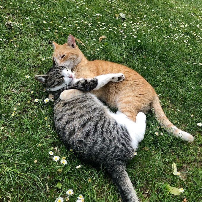 Kitty archives ♡ (@puppierz) on Twitter photo 