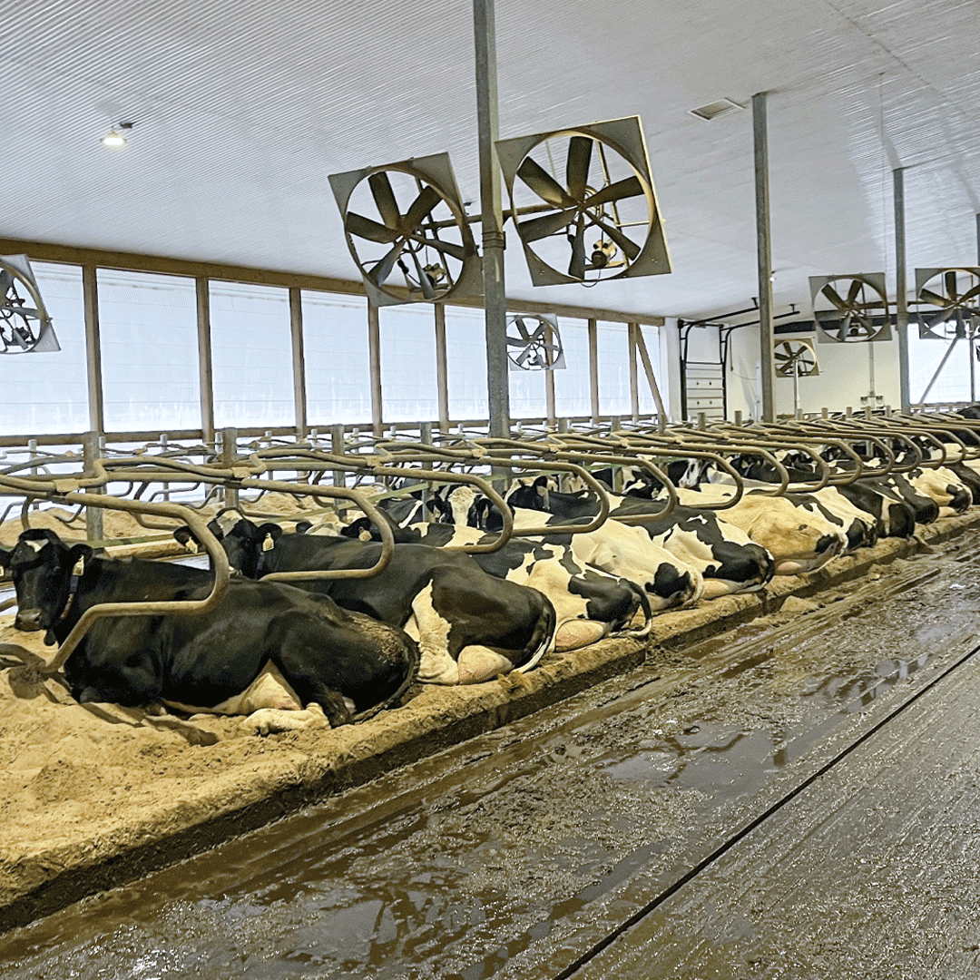 ComfortAgri's tweet photo. Cows at rest. Udders at work. Learn more about the Agri-Grid Sand Saver Mats at https://t.co/J74RjMZhUq #cowcomfort #sandbeds https://t.co/MIhHeqw7ww