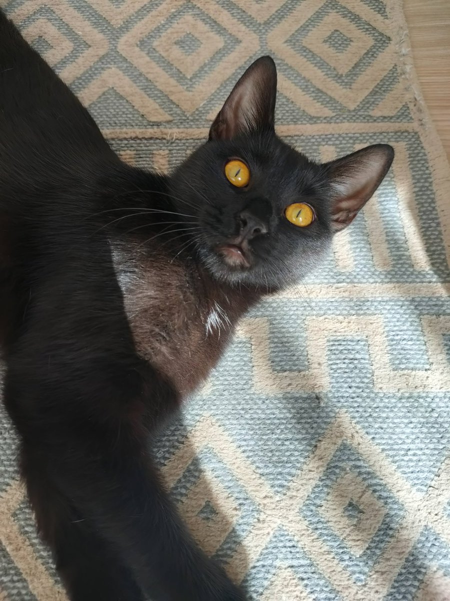 Kara kedilerin dudakları yeter 🤤 bu arada biz hâlâ yuva arıyoruz. Kimseler sormadı güzel oğlumu :( 🐈‍⬛ 📌 LÜLEBURGAZ, TEKİRDAĞ, İSTANBUL, EDİRNE, KIRKLARELİ... Görün çocikimin güzelliğini de ona yuva olun 🤍