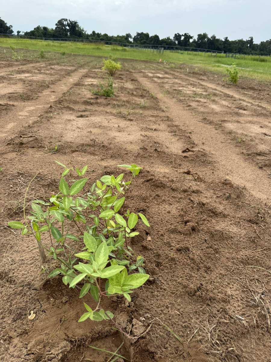 dubeux's tweet photo. Developing new forage legumes for Florida! Desmodium, Arachis pintoi, and Lotus are looking promising! These efforts were initiated by Dr. Cleber de Souza and we are helping to continue them! @ufifasnfrec @UF_IFAS @PanhandleAg @UFIFASAgronomy https://t.co/0NiouZaufW