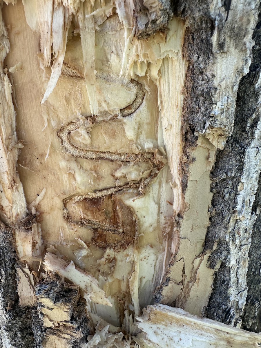 denverparksrec's tweet photo. Emerald ash borer (#EAB) has been found in Denver. #BeASmartAsh, learn what this means &amp; help us save our ash trees→ https://t.co/BQ0iQjQm7t https://t.co/t0OnYX2DsV