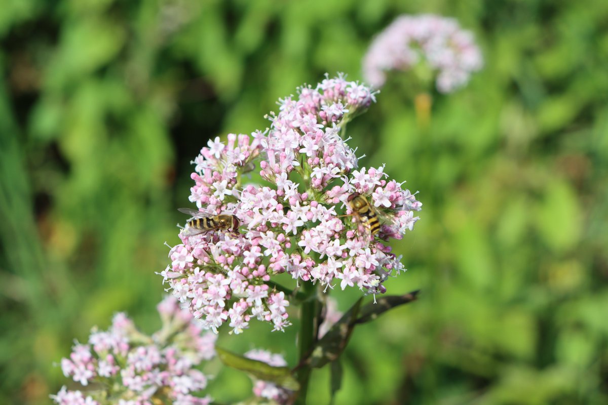 Common Valerian
Valeriana officinalis
Caorthann corraigh

A tall native plant growing beside rivers, lakes canals &amp; in meadows, has pale pink flowers which appear from June to Sept.

Sone nice #hoverfly visitors.

#WildflowerHour