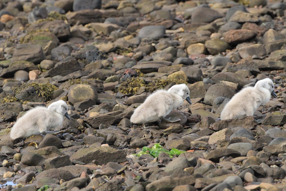 Day 26 #30DaysWild - the #muteswans around Dunbar Golf Club have had their young quite late. The #cygnets were scrabbling over the rocks in pursuit of their parents today. 

#bird #birds #wildlife #nature #EastLothian