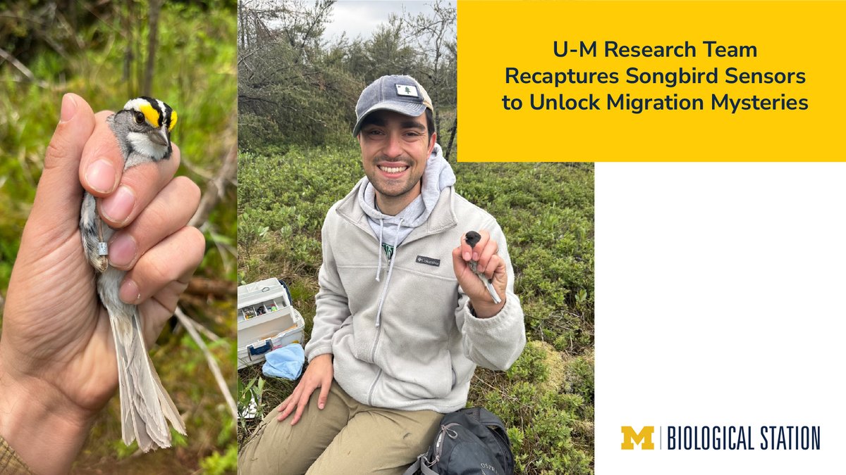 UM Biological Station (@umbs) on Twitter photo Researchers at the <a href="/UMich/">University of Michigan</a> Biological Station deploy and recapture geolocators attached like mini-backpacks on a suite of migratory songbirds that breed in boreal forests of northern Michigan, providing richly detailed insights into extraordinary journeys. myumi.ch/mRJ4x Researchers at the <a href="/UMich/">University of Michigan</a> Biological Station deploy and recapture geolocators attached like mini-backpacks on a suite of migratory songbirds that breed in boreal forests of northern Michigan, providing richly detailed insights into extraordinary journeys. myumi.ch/mRJ4x