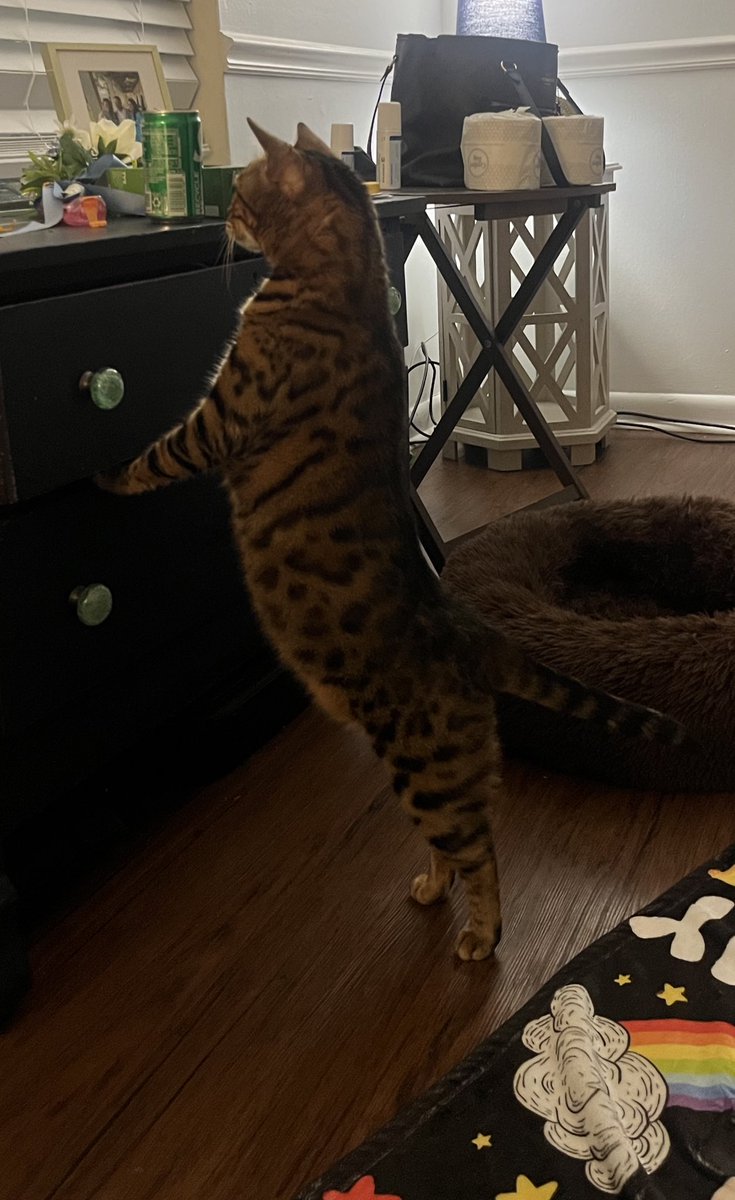 <a href="/BengalPandora/">Wildcat Pandora the Bengal Warrior #ZSHQ</a> Hmmm, I’m looking for you Pan!!