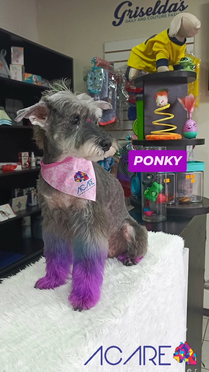 Acaregye's tweet photo. PONKY luego de su baño y Tinturado 🟣🟪💜 https://t.co/nBYziRBlzE