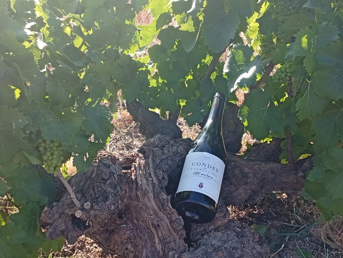 DOMentrida (@domentrida) on Twitter photo 🍇Este vino de Garnacha centenaria, uno de los más especiales de <a href="/CondesDeFuensa/">Condes de Fuensalida</a> (y de nuestra #DOMéntrida), nace entre viñas plantadas en 1920: "Son una reliquia, viñedos con raíces muy profundas que de forma casi milagrosa extraen la esencia de las entrañas de la tierra"🌱✨ 🍇Este vino de Garnacha centenaria, uno de los más especiales de <a href="/CondesDeFuensa/">Condes de Fuensalida</a> (y de nuestra #DOMéntrida), nace entre viñas plantadas en 1920: "Son una reliquia, viñedos con raíces muy profundas que de forma casi milagrosa extraen la esencia de las entrañas de la tierra"🌱✨