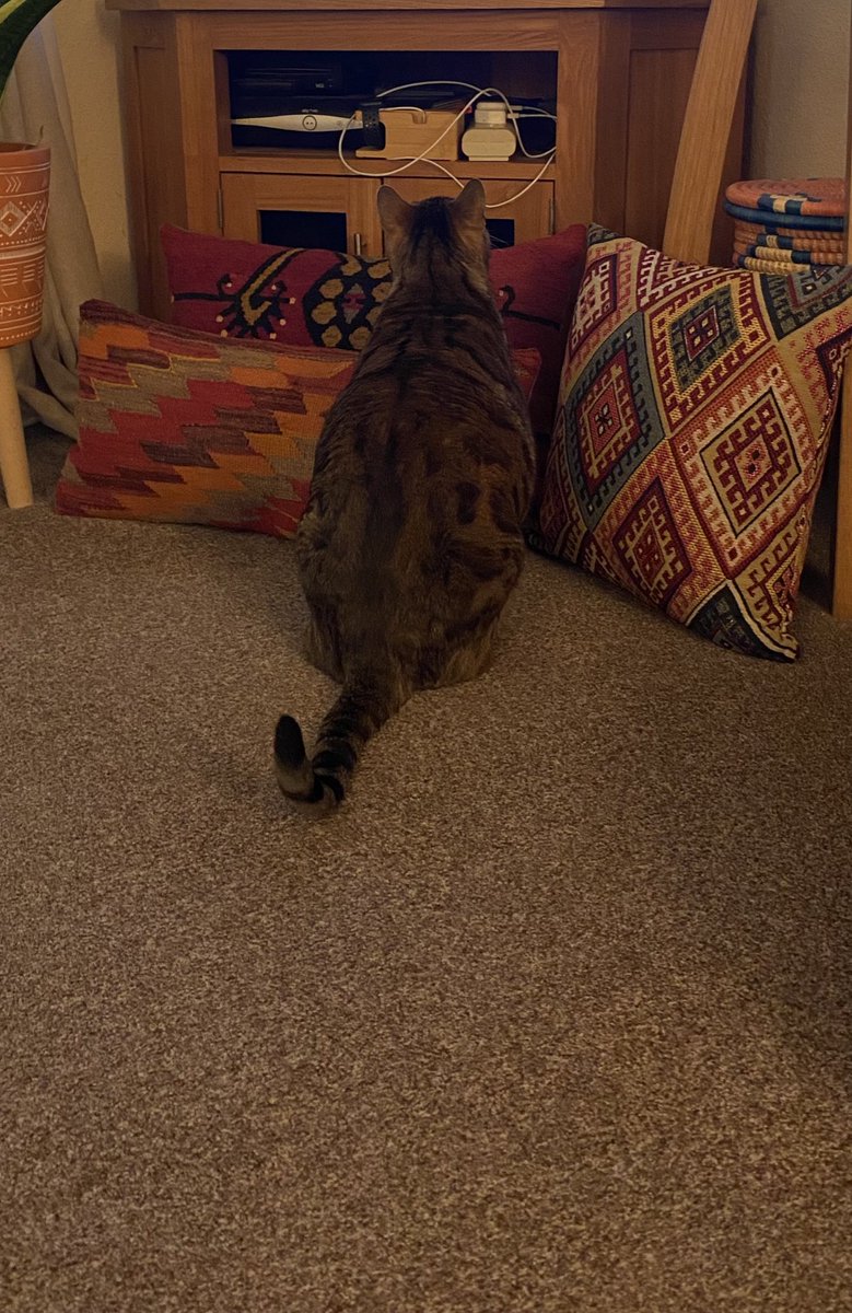Neko ❤️’s PiBeansMiloCadwellCorkyFrankArchieTed❤️ (@piandneko1) on Twitter photo <a href="/BellaBengalCat/">Bella A Bengal 🐆🐆</a> <a href="/BengalPandora/">Wildcat Pandora the Bengal Warrior #ZSHQ</a> I can’t see her in here sistor 😹😹 <a href="/BellaBengalCat/">Bella A Bengal 🐆🐆</a> <a href="/BengalPandora/">Wildcat Pandora the Bengal Warrior #ZSHQ</a> I can’t see her in here sistor 😹😹