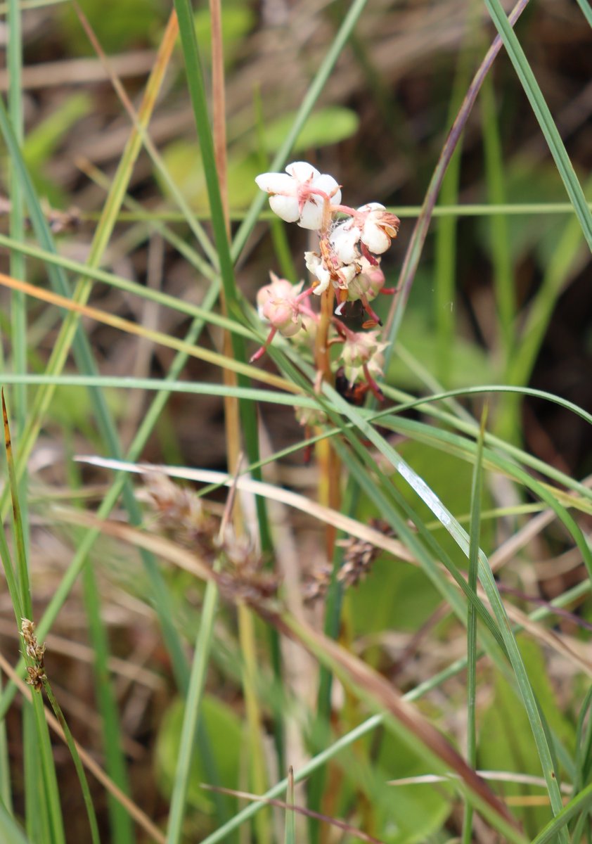 Wintergreen
Pyrola rotundifolia subsp. Maritima
Glasluibh chruinn

Nine seen in one restricted location - somewhat rare we understand.

A native perennial evergreen wildflower spotted last the week in a boggy / fen area beside a lake.

White flowers.

#wildflowerhour