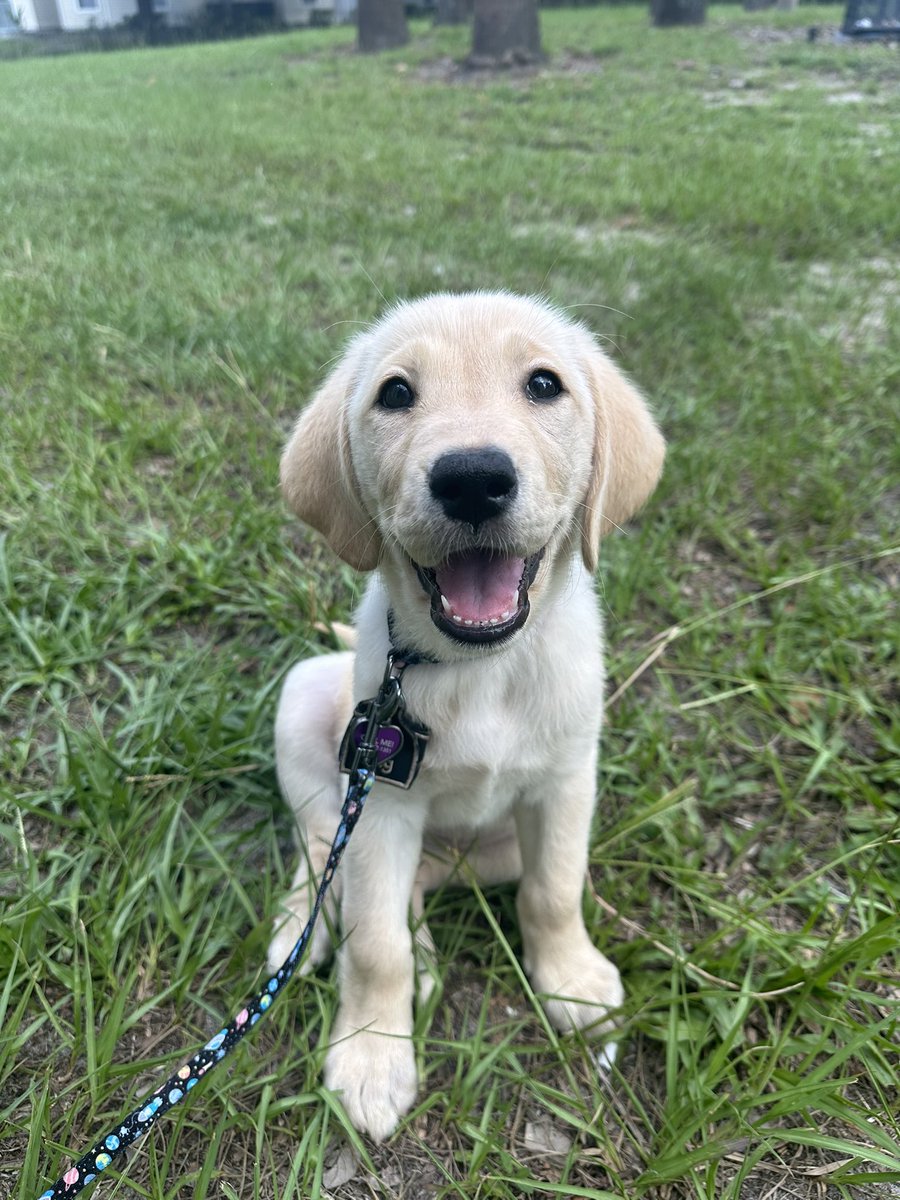 aurora_glory's tweet photo. @CamBogle getting my new puppy! she turns 9 weeks tomorrow https://t.co/Jn2l2vgDmS
