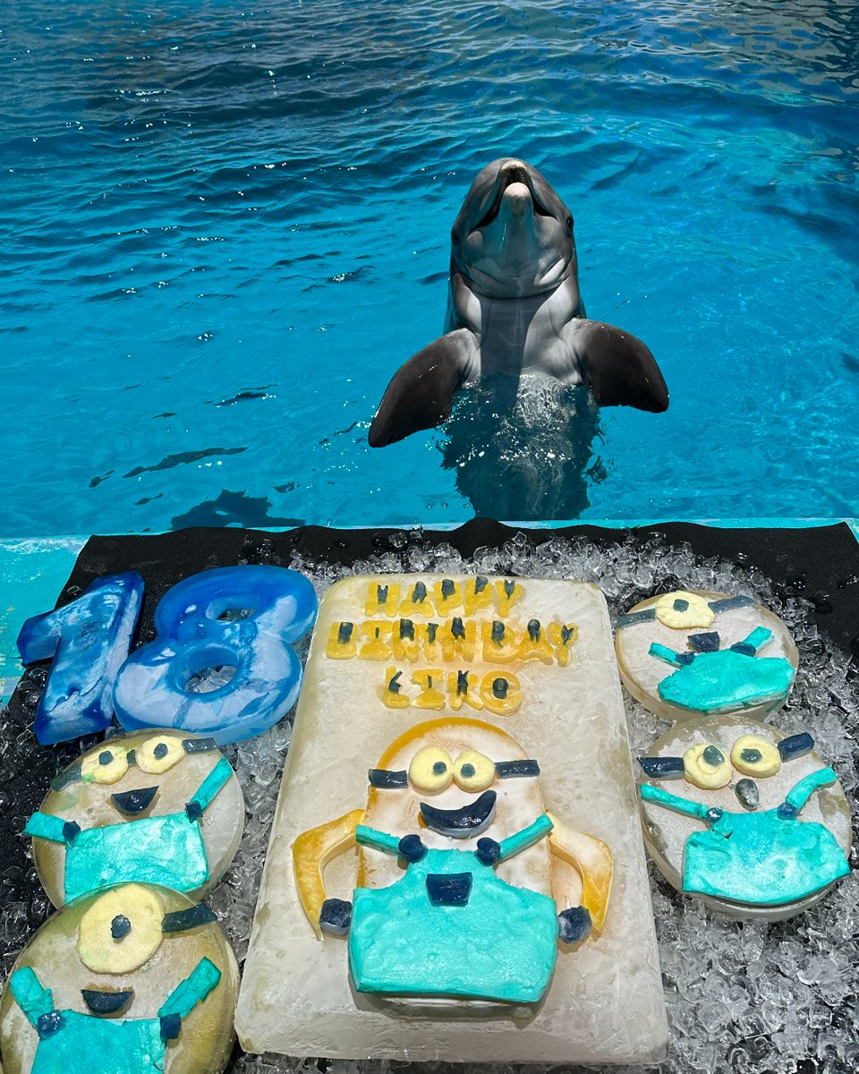 TXStateAquarium's tweet photo. Liko... you are one in a MINION! 🎉🐬🎉 Liko the dolphin turned 18, and we threw him a Minion party! 🍌 🎂 Liko celebrated with friends Shadow, Merlin, and Schooner.
Shoutout to our Marine Mammal Team for crafting these incredible ice and gelatin cakes! https://t.co/RWKxtRmVAT