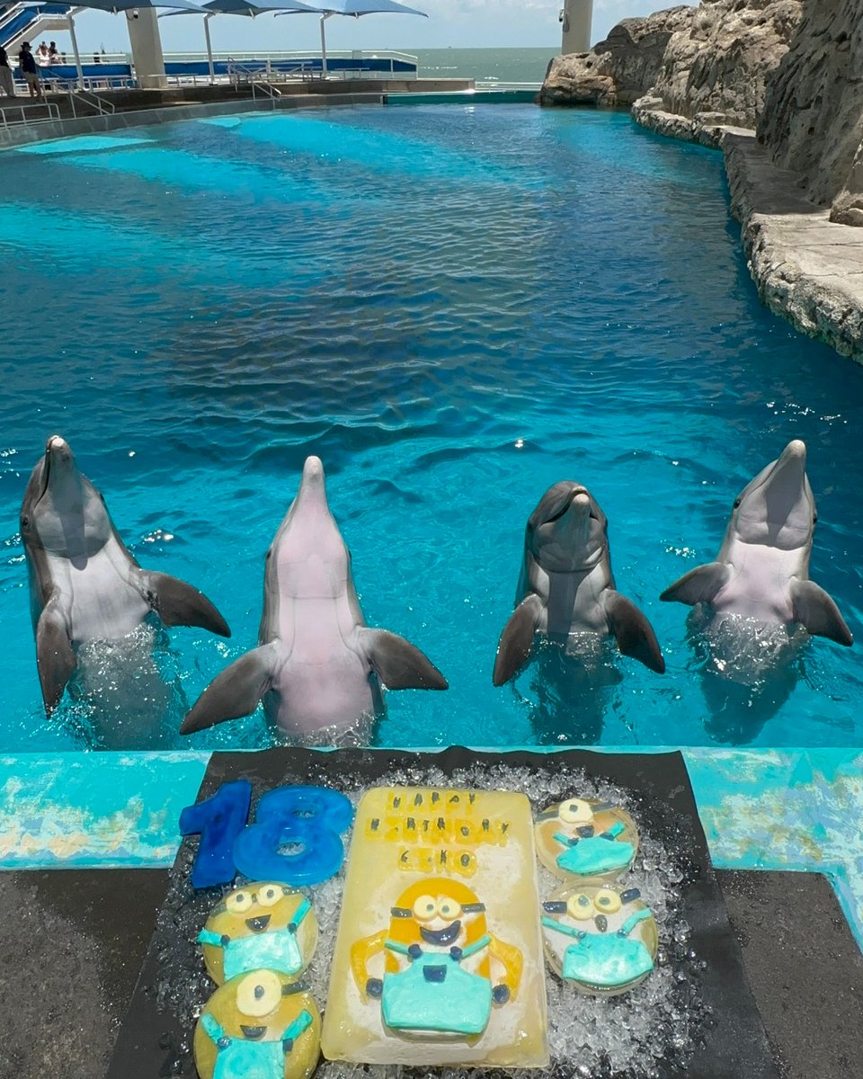 TXStateAquarium's tweet photo. Liko... you are one in a MINION! 🎉🐬🎉 Liko the dolphin turned 18, and we threw him a Minion party! 🍌 🎂 Liko celebrated with friends Shadow, Merlin, and Schooner.
Shoutout to our Marine Mammal Team for crafting these incredible ice and gelatin cakes! https://t.co/RWKxtRmVAT