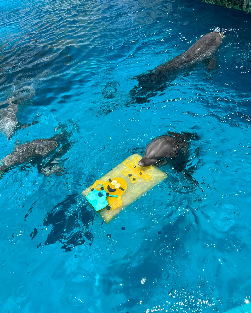 TXStateAquarium's tweet photo. Liko... you are one in a MINION! 🎉🐬🎉 Liko the dolphin turned 18, and we threw him a Minion party! 🍌 🎂 Liko celebrated with friends Shadow, Merlin, and Schooner.
Shoutout to our Marine Mammal Team for crafting these incredible ice and gelatin cakes! https://t.co/RWKxtRmVAT