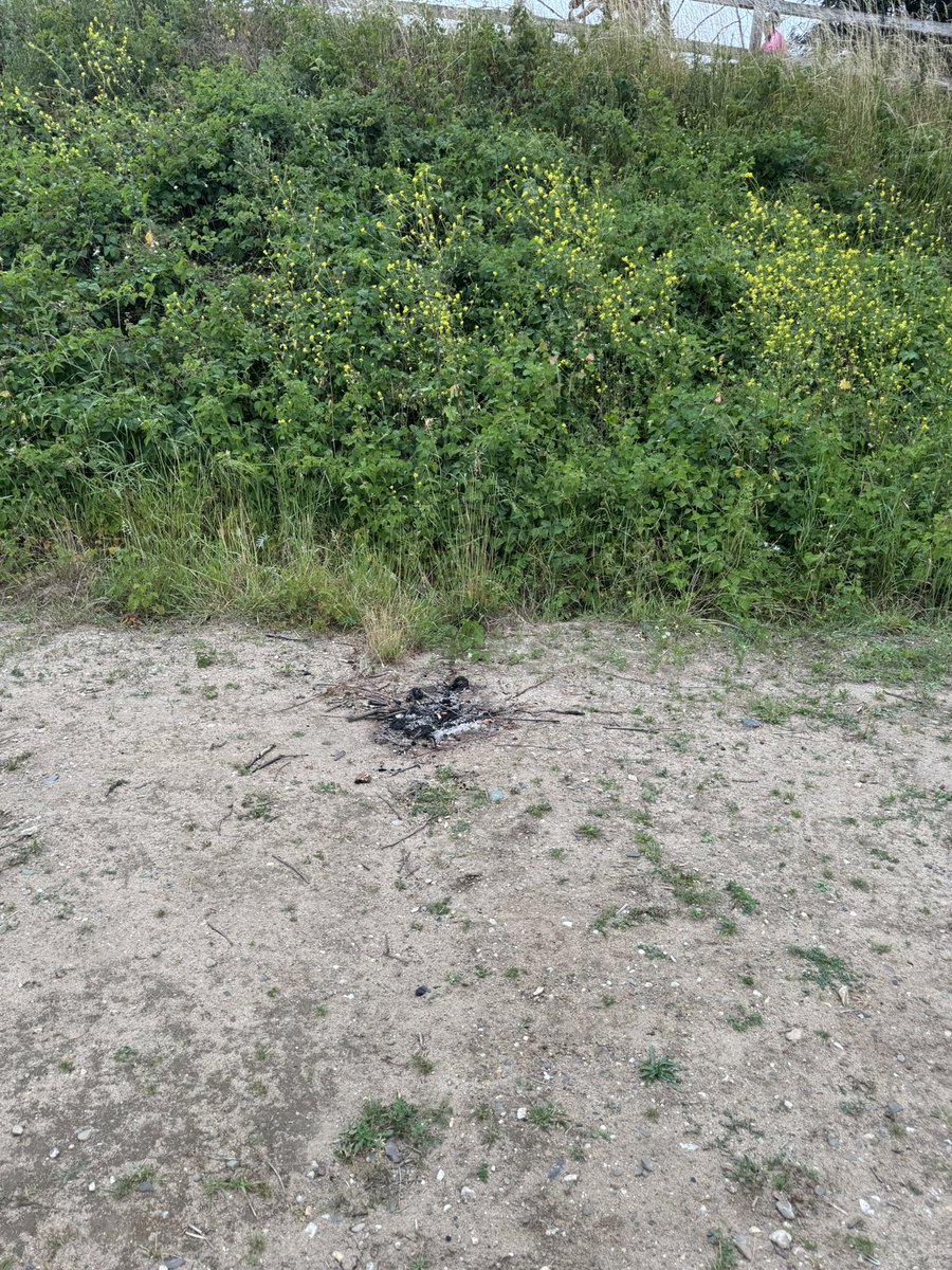 Lenneke Manschot tweet media