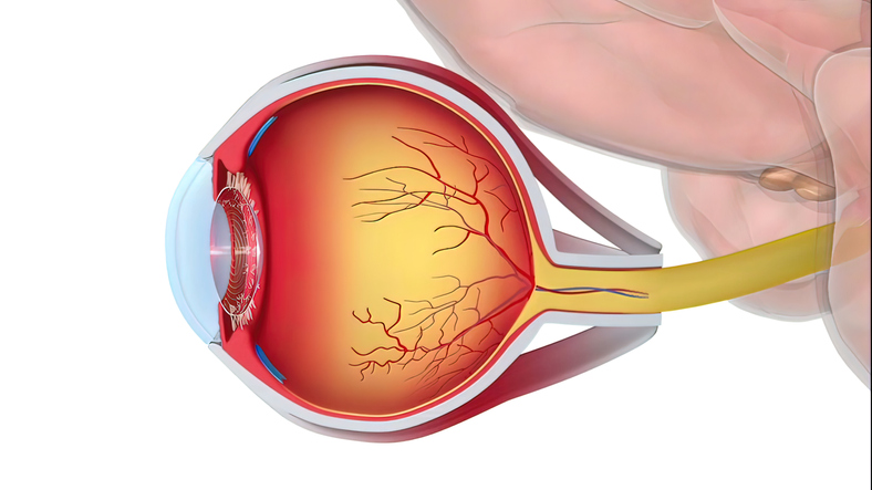 Carilion Clinic Research (@carilionrandd) on Twitter photo This <a href="/CarilionClinic/">Carilion Clinic</a> study is testing a new eye-scanning tool (HITT) from Rebion to help detect brain injuries. Early findings show it can catch eye movement changes linked to TBI. Now, researchers are seeing how well it works: bit.ly/3I1DGoi #TBI #BrainInjury #NeuroTech This <a href="/CarilionClinic/">Carilion Clinic</a> study is testing a new eye-scanning tool (HITT) from Rebion to help detect brain injuries. Early findings show it can catch eye movement changes linked to TBI. Now, researchers are seeing how well it works: bit.ly/3I1DGoi #TBI #BrainInjury #NeuroTech
