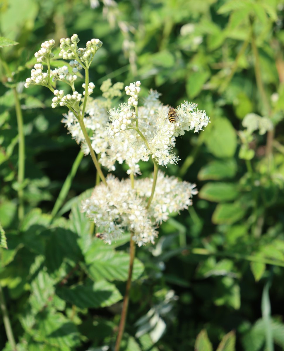 Meadowsweet
Filipendula ulmaria
Airgead luachra

A native perennial plant found in many locations from June to September.

Creamy coloured small 5-6 petalled flowers - quite a strong smelling plant.

Often visited by #bees &amp; insects like this #Hoverfly

#WildflowerHour